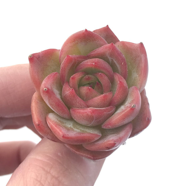 Echeveria 'Snow Angel' 1"-2" Succulent Plant