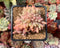 Echeveria 'Ariel' Crested 2" Succulent Plant