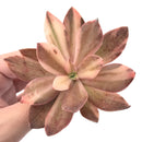 Echeveria 'Hanaikada' Variegated 4" Rare Succulent Plant