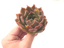 Echeveria 'Nocturnal' New Hybrid 2"-3" Succulent Plant