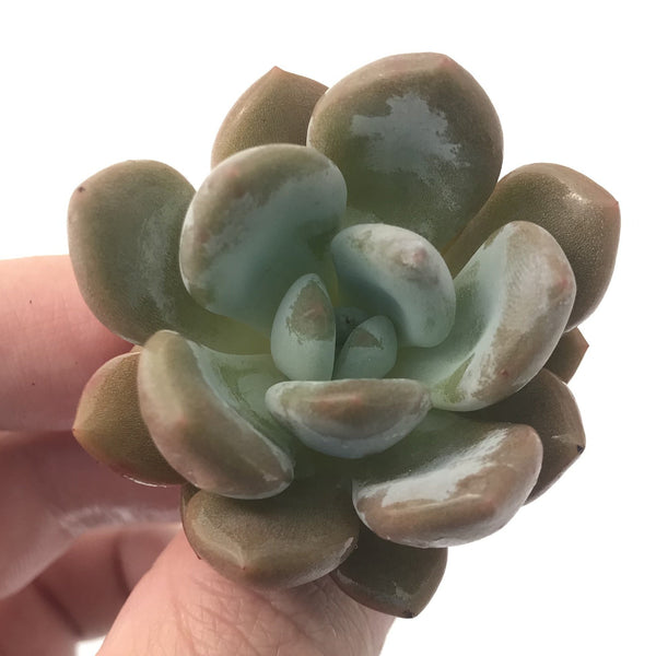 Echeveria 'Monroe Queen' New Hybrid 1" Succulent Plant