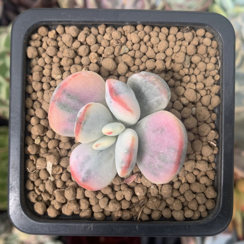 Cotyledon 'Orbiculata' Variegated 1" Succulent Plant