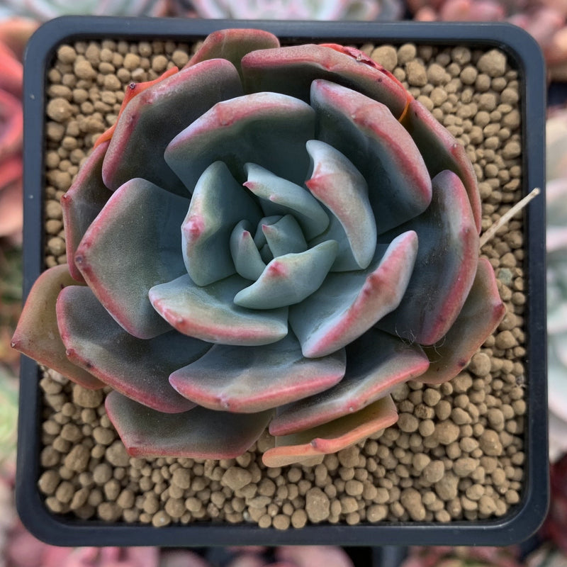 Echeveria 'Alpinasaem' 2"-3" Succulent Plant