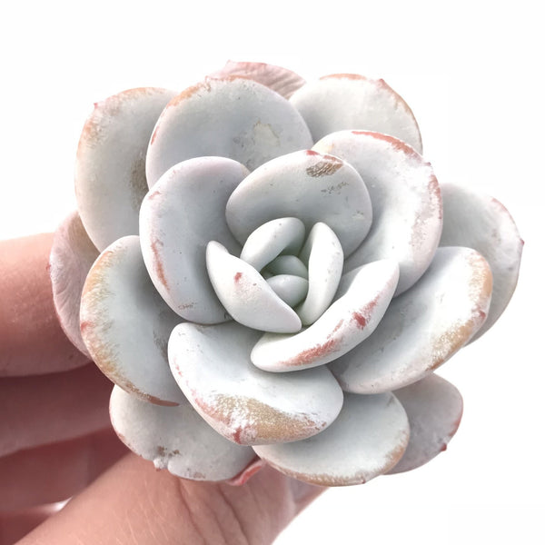 Echeveria Laui 2” Rare Succulent Plant