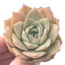 Echeveria sp. 2" Succulent Plant