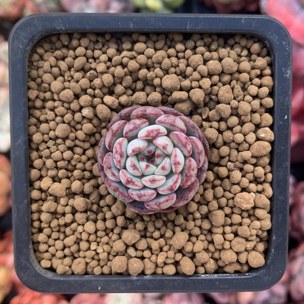 Echeveria 'Minima' 1/2"-1" Small Succulent Plant