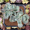 Echeveria 'Vendia' Variegated 5" Cluster Succulent Plant