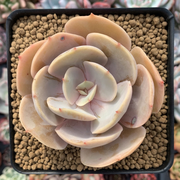 Echeveria 'Slimeball' 3" Succulent Plant