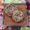 Echeveria 'Amethyst' 2" Cluster Succulent Plant