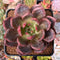 Echeveria 'Baekya' 3" Succulent Plant