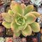 Echeveria 'Golden Glow' Variegated 4" Succulent Plant