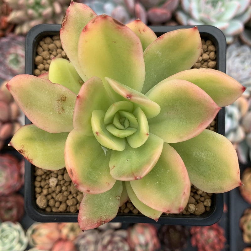 Echeveria 'Golden Glow' Variegated 4" Succulent Plant