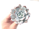 Echeveria 'Laui' 4"-5" Powdery Succulent Plant