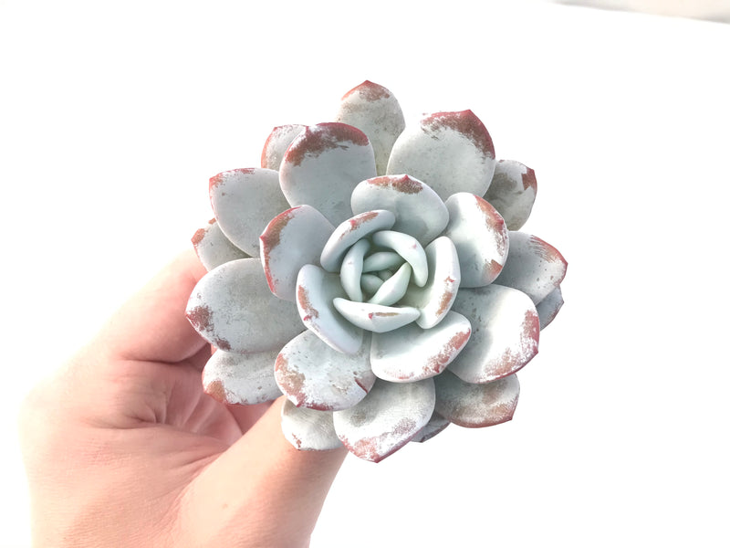 Echeveria 'Laui' 4"-5" Powdery Succulent Plant