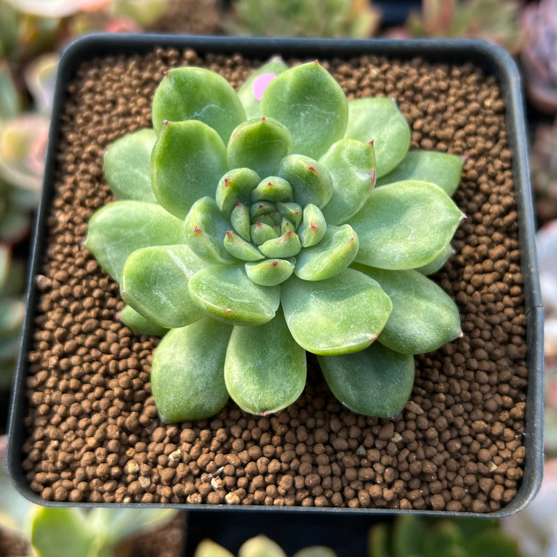 Echeveria sp. Lightly Variegated 1"-2" Succulent Plant