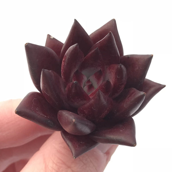 Echeveria Agavoides Red Ebony Seedling 1” Rare Succulent Plant