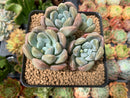 Pachyphytum 'Mureleri' 3"-4" Cluster Succulent Plant