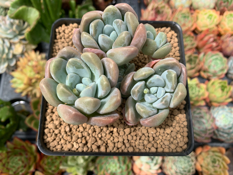 Pachyphytum 'Mureleri' 3"-4" Cluster Succulent Plant