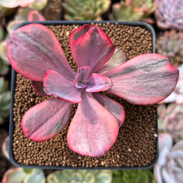 Echeveria 'Angel Wing' 2" Variegated Succulent Plant