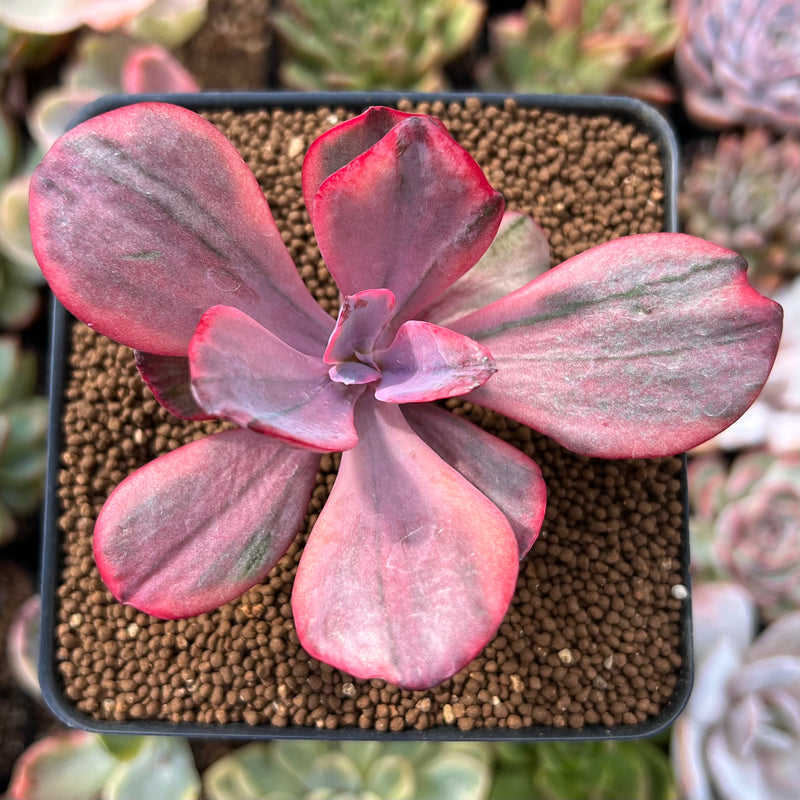 Echeveria 'Angel Wing' 2" Variegated Succulent Plant