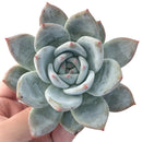 Echeveria 'Ivory' Selected Clone 3"-4" Powdery Succulent Plant