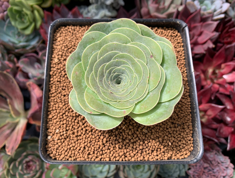 Greenovia 'Summer Rose' 2"-3" Succulent Plant