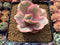 Echeveria 'Suyeon Frill' Variegated 3"-4" Succulent Plant