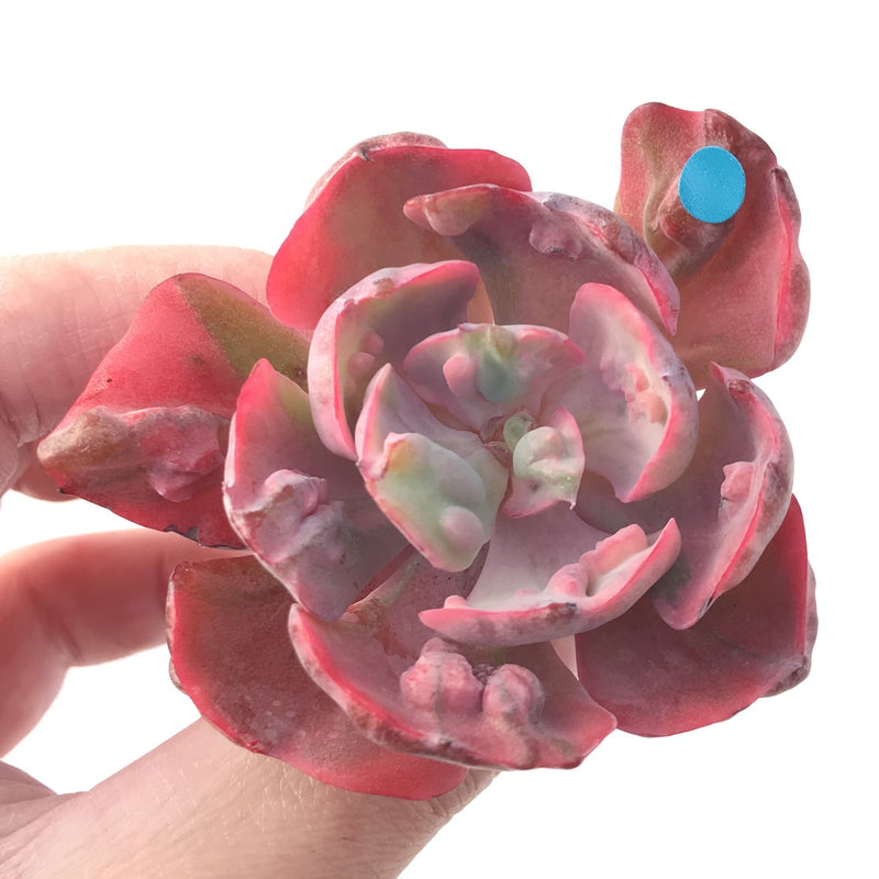 Echeveria 'Beyonce' Hearts Delight Variegated 3" Rare Succulent Plant