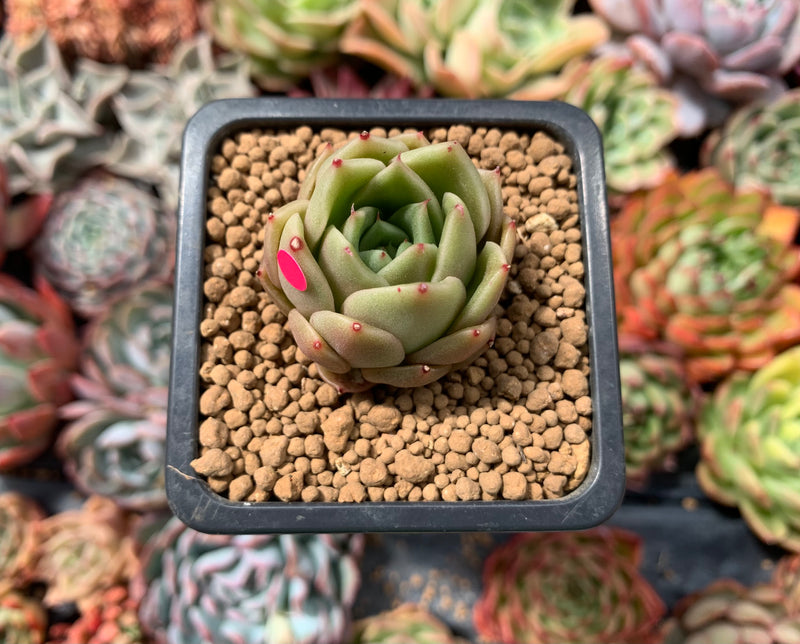 Echeveria Agavoides 'Spicy' 2" Succulent Plant