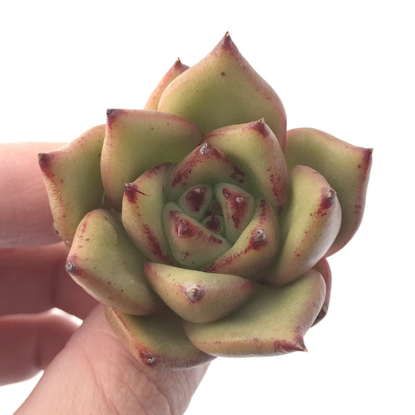 Echeveria Agavoides 'Ebony' Hybrid 2" Succulent Plant