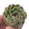 Echeveria Agavoides 'Amethyst' 1" Succulent Plant