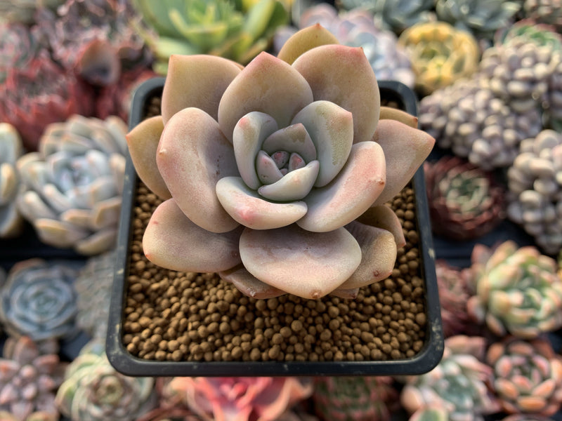 Echeveria 'La Bamba' 2"-3" Succulent Plant