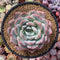 Echeveria 'Orange Monroe' 5" Succulent Plant