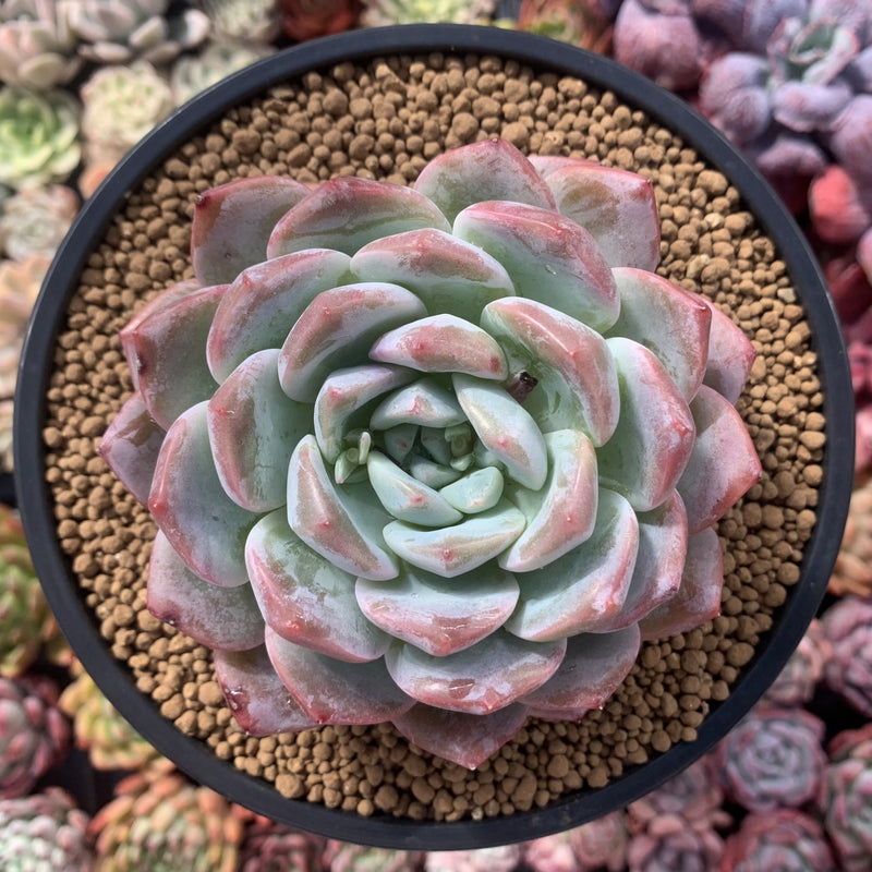 Echeveria 'Orange Monroe' 5" Succulent Plant