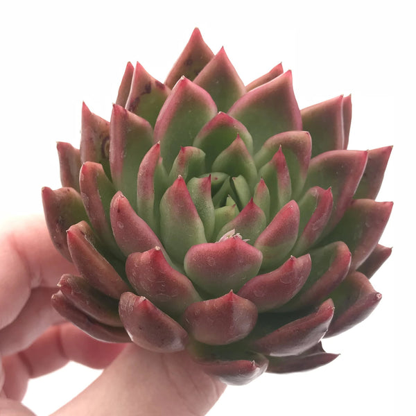 Echeveria Agavoides Sp. 2”-3” Rare Succulent Plant