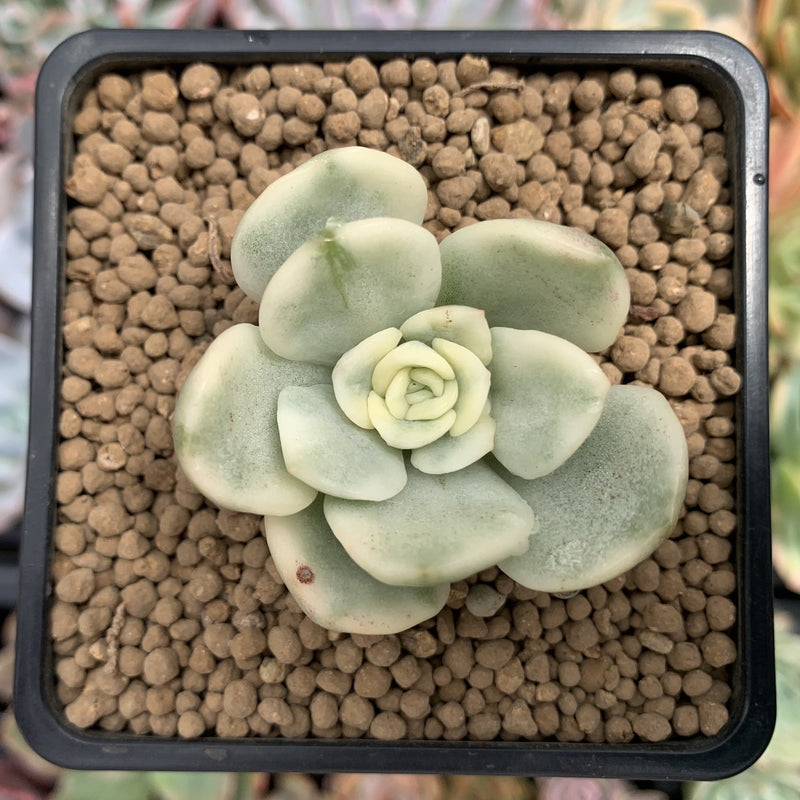 Pachyveria 'Worthy One' Variegated 1" Succulent Plant