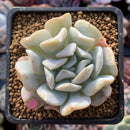 Echeveria 'Exotic' 2"-3" Powdery Succulent Plant