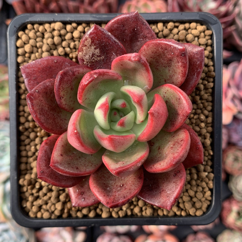 Echeveria Agavoides 'Chapote' 3"-4" Succulent Plant