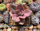 Graptopetalum 'Bainesii' Variegated 2" Succulent Plant