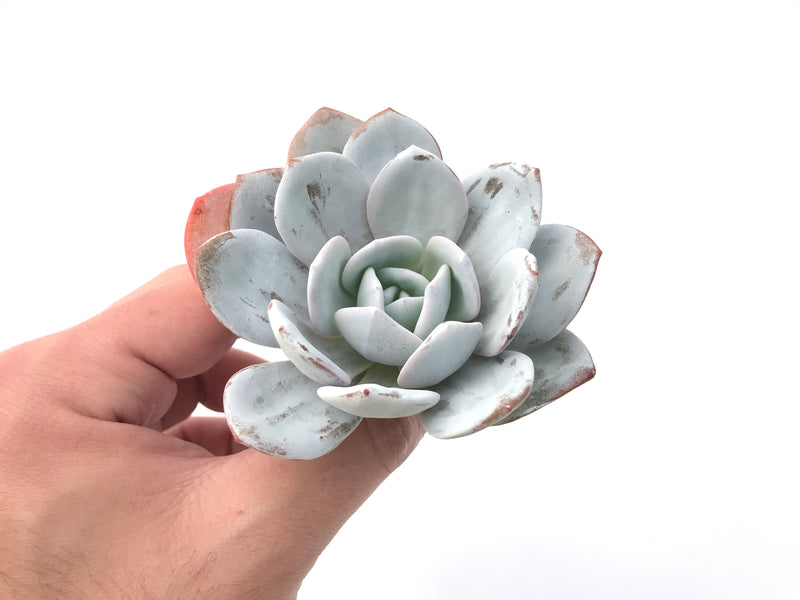 Echeveria 'Laui’ 3"-4" Powdery Succulent Plant