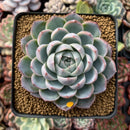 Echeveria 'Lonely Heart' 4" Powdery Succulent Plant