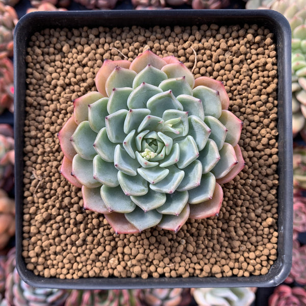 Echeveria 'Choco Top' 2"-3" New Hybrid Succulent Plant