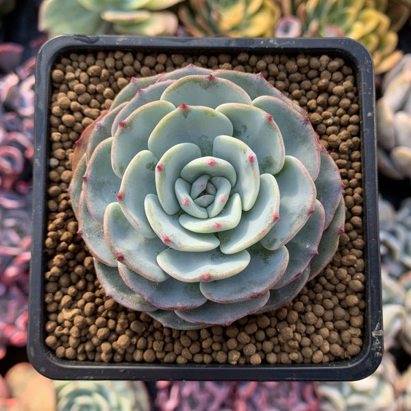 Echeveria 'Mont Blanc' 2"-3" Powdery Succulent Plant