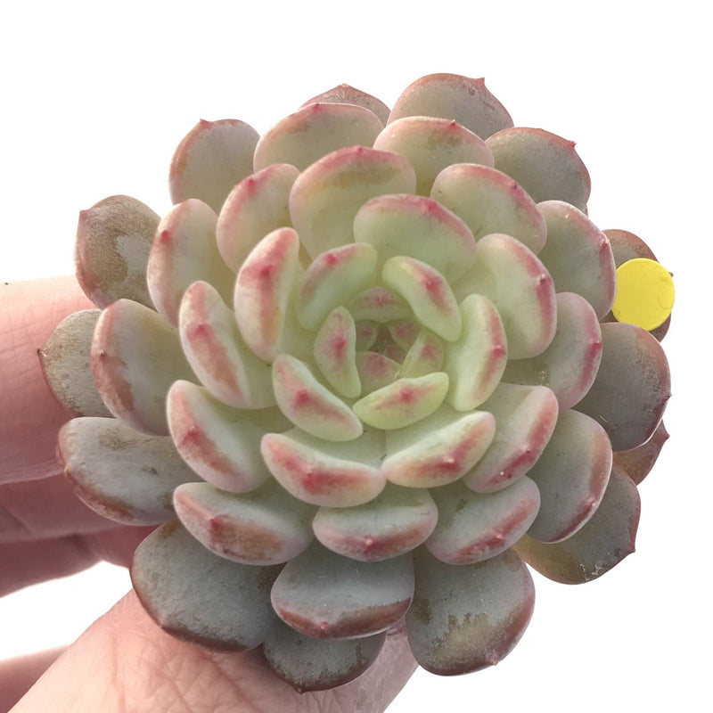 Echeveria 'White Farm' 1"-2" New Hybrid Succulent Plant