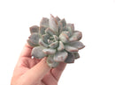 Pachyphytum cv 'Frevel' 3"-4" Powdery Succulent Plant