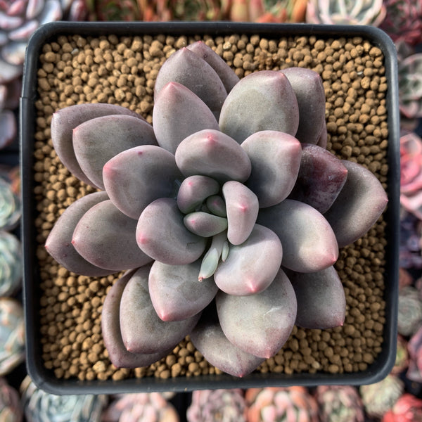 Pachyphytum 'Valentine' 3"-4" Succulent Plant