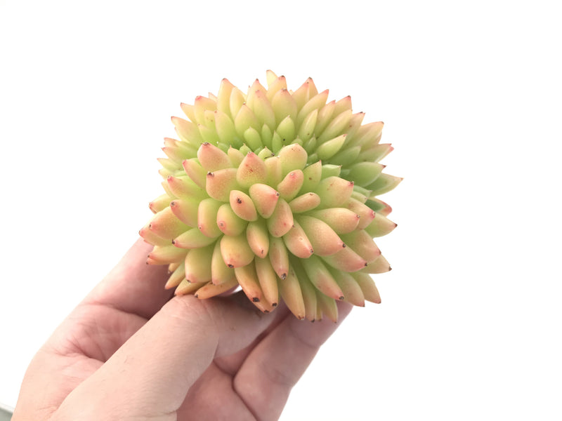 Echeveria Agavoides 'Gilva' Crested 4" Succulent Plant