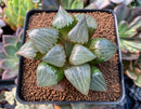 Haworthia 'Aboukyou' 3" Succulent Plant