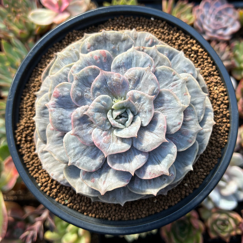 Echeveria 'Lilacina' Marble Variegated 4" Succulent Plant