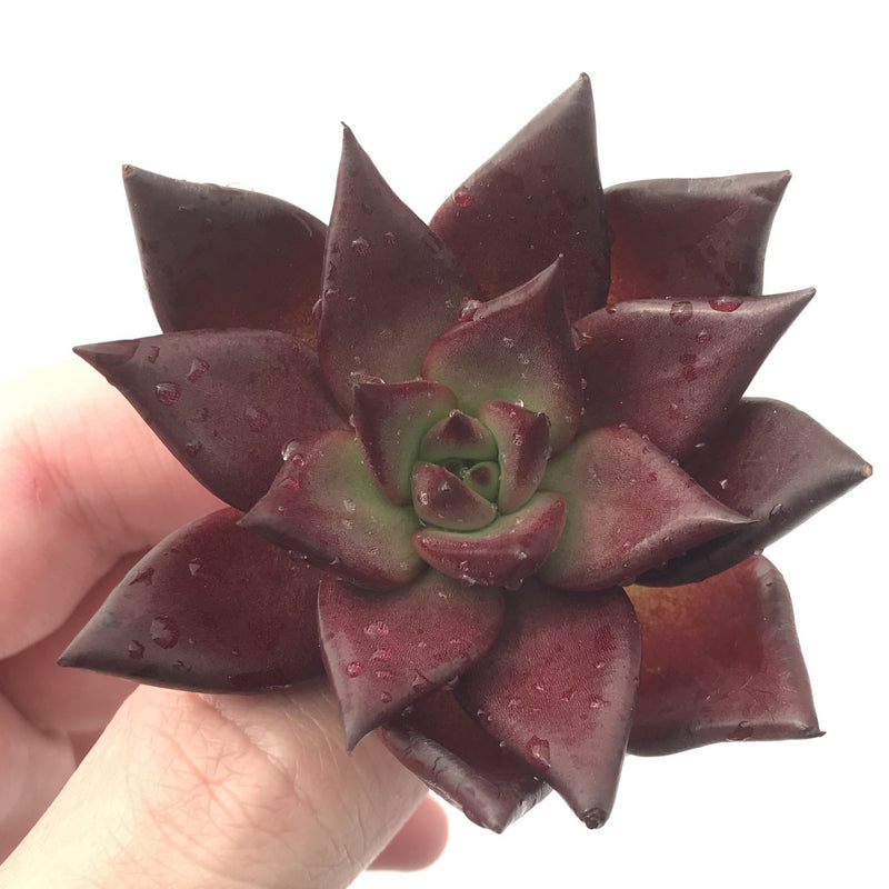 Echeveria Agavoides 'Luming' 3" Rare Succulent Plant